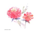 Free Watercolor Peony Flower Painting Clipart | PNG