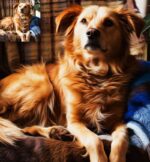 Photo retouch Photoshop action