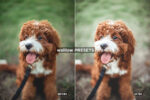 Aesthetic Lightroom Presets - Image 3