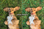 Free Pet Lovers Lightroom Presets - Image 2