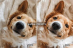 Free Pet Lovers Lightroom Presets - Image 3