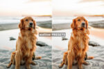 Free Pet Lovers Lightroom Presets - Image 4