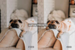 Free Pet Lovers Lightroom Presets - Image 5