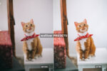 Free Pet Lovers Lightroom Presets - Image 6
