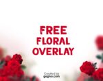 Free Rose Flower Photoshop Overlay - Image 2