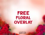 Free Rose Flower Photoshop Overlay