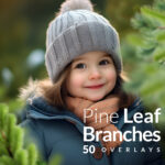 Pine and fir branches, Christmas tree branches transparent PNG overlays, winter overlays for christmas and winter holiday photography