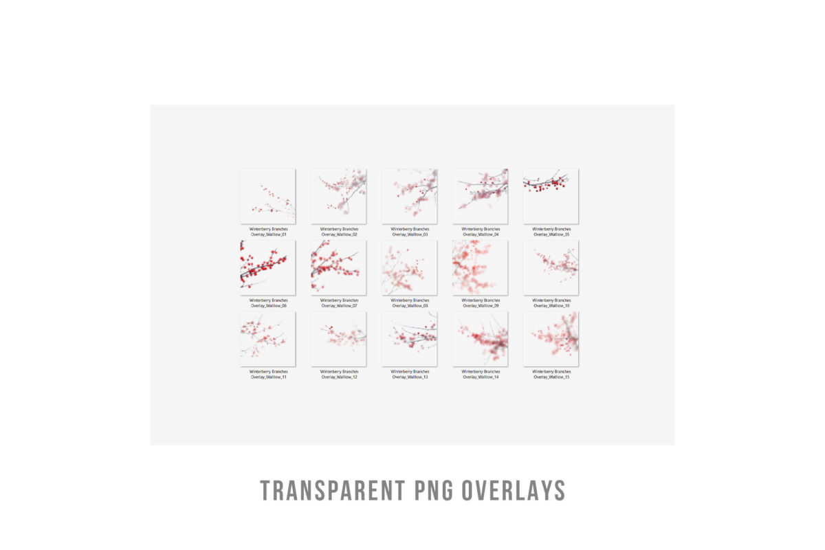 Winter berry branches transparent PNG overlays for enhancing photos with natural, festive accents