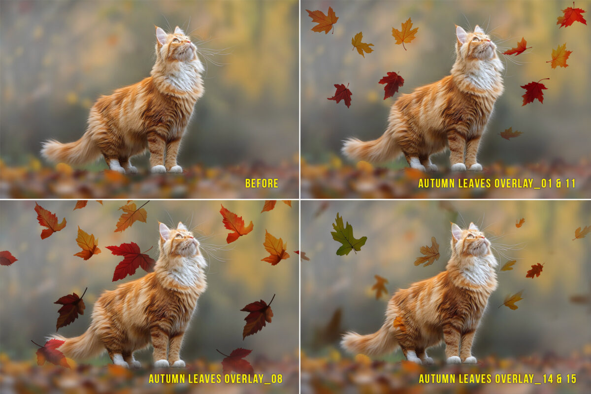 Falling autumn leaves PNG photo overlays for adding vibrant fall foliage to photography, perfect for autumn-themed portraits, seasonal designs, and digital artwork.