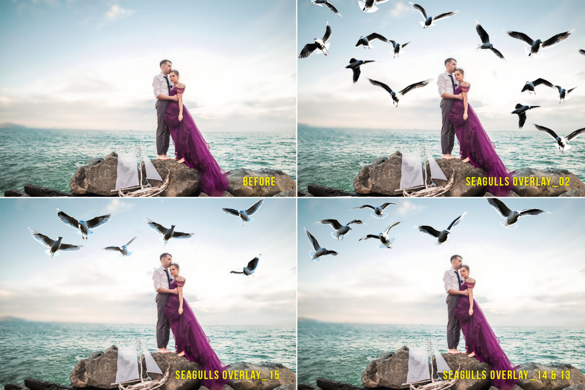 Realistic Seagull Photo Overlays, Transparent PNG format, for beach and ocean photography editing