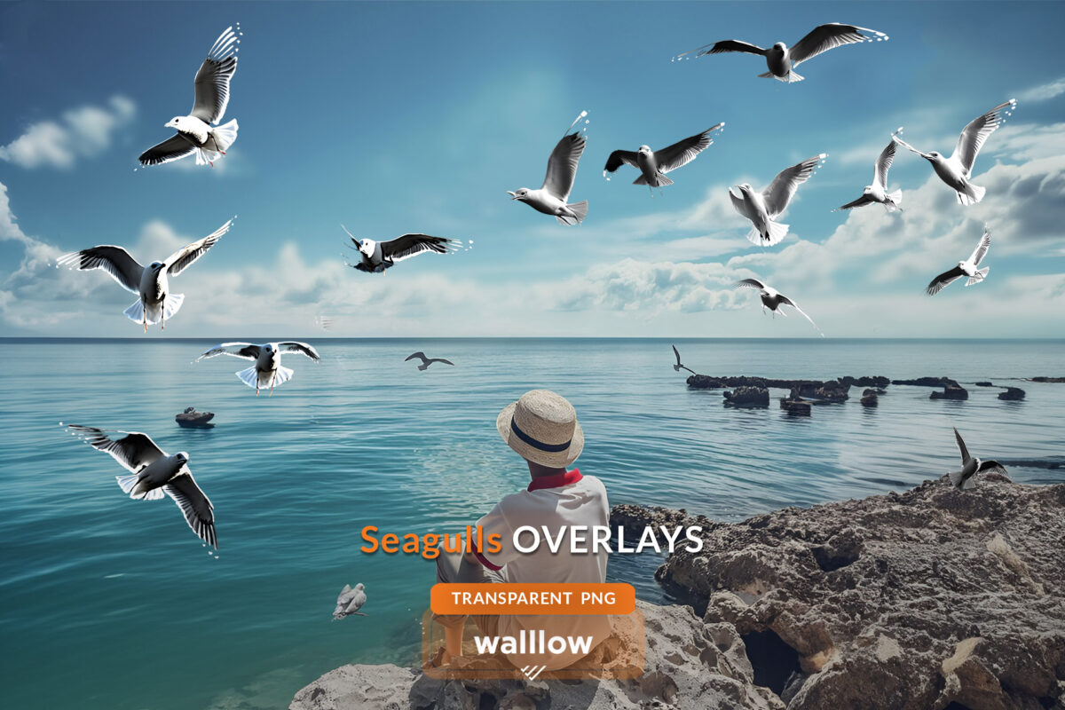 Realistic Seagull Photo Overlays, Transparent PNG format, for beach and ocean photography editing