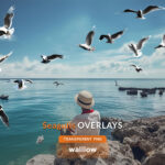 Realistic Seagull Photo Overlays, Transparent PNG format, for beach and ocean photography editing