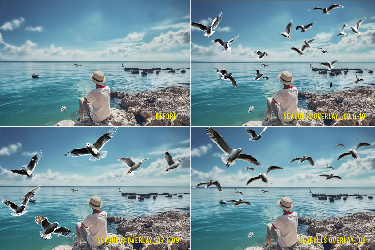 Realistic Seagull Photo Overlays, Transparent PNG format, for beach and ocean photography editing