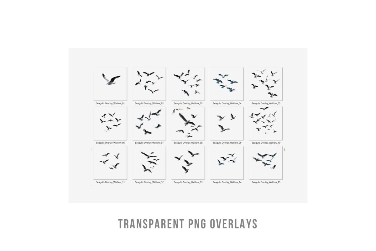 Realistic Seagull Photo Overlays, Transparent PNG format, for beach and ocean photography editing